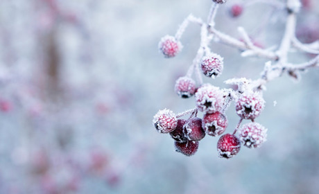 Погода в Кагарлику та Ржищеві на тиждень - із 24 лютого по 2 березня