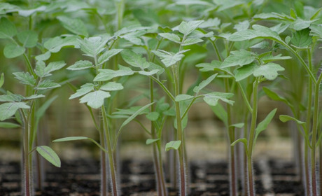 Місячний посівний календар на березень 2025: коли що краще сіяти та садити