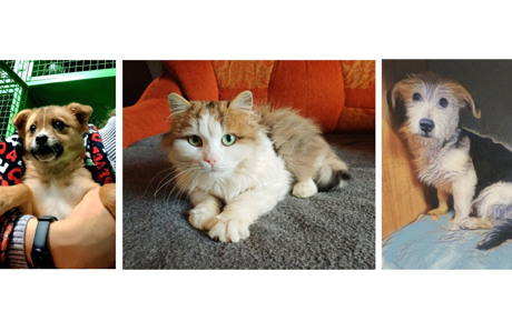 Безпритульні тварини у Гадячі чекають на господарів. ФОТО