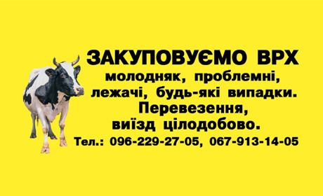 Закуповуємо велику рогату худобу – будь-які випадки | Виїзд цілодобово