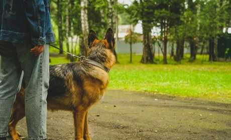 Гадячанин заплатить штраф за порушення правил утримання домашніх тварин