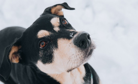 Стерелізація собак: що пропонують зооволонтери у Жовтих Водах