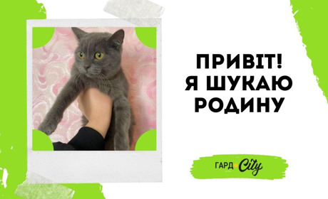 Сіра пухнаста киця чекає на своїх людей. Оновлено: вже у родині!