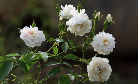 Мій квітучий сад: як і чим підживлювати троянди увесь сезон