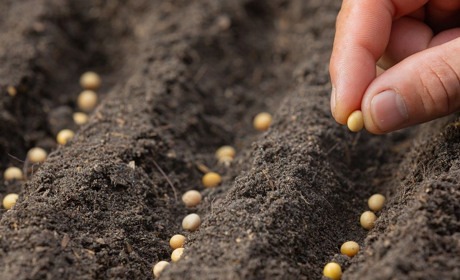 Що можна посадити в березні у відкритий грунт