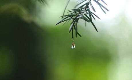 Погода в Кагарлику та Ржищеві на тиждень - із 10 по 16 березня