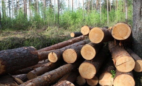 Житель Корюківщини півтора року незаконно пиляв і продавав ліс, завдавши шкоди на понад 32 мільйони