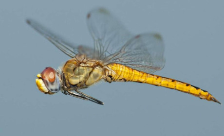 На Чернігівщині, якщо пощастить, можна побачити різні рідкісні коромисла