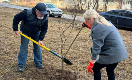 У декількох мікрорайонах Шостки висадили молоді деревця: про перебіг толоки у місті + ФОТО