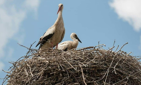 19 березня – День прильоту лелек