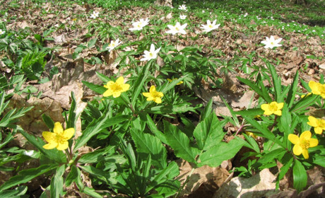 КОЖНА ВЕСНЯНА КВІТКА БЕЗЦІННА