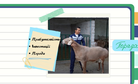 Як заробляти на вівцях? - Прибутковий бізнес для початківців