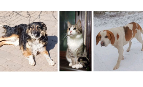 Друге життя: безпритульні тварини шукають дім