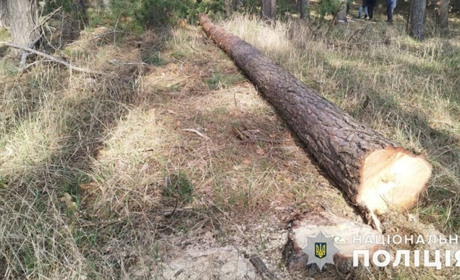 У Петрівсько-Роменській громаді під час заготівлі деревини загинув місцевий мешканець