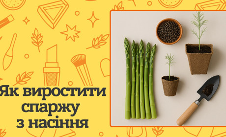 Як виростити спаржу з насіння? Покрокова інструкція та корисні поради