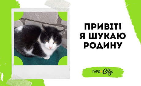 Троє котиків-братиків чекають на своїх людей. Оновлено: один котик вже у родині!