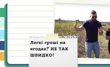 Вирощування лохини - прибутковий бізнес на піщаних ґрунтах