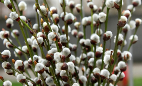 «Не я б'ю — верба б'є»: традиції та обряди Вербної неділі на Хмельниччині