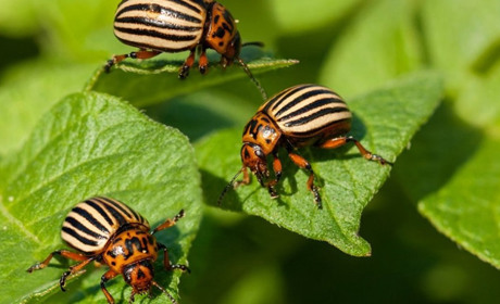 Захистіть свій урожай: ефективні методи обробки картоплі перед посадкою від колорадського жука​