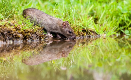 У Полтавській області зафіксовано випадок лептоспірозу: що варто знати