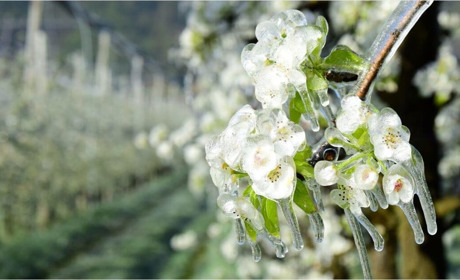 Захист цвіту дерев від весняних заморозків: ефективні методи для збереження врожаю