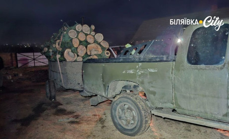 На Одещині судитимуть "чорних лісорубів", які знищили дерев на 1,6 мільйона гривень