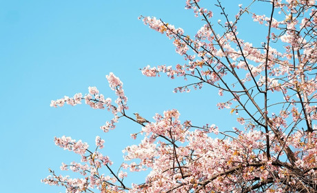 Погода в Кагарлику та Ржищеві із 14 по 20 квітня