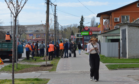 У Переяславі побільшало сакур: на вулиці Богдана Хмельницького висадили нові дерева ФОТО