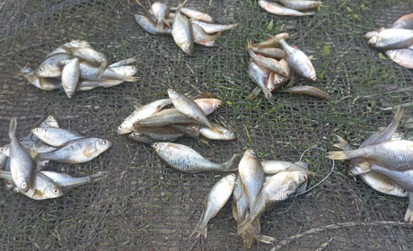 У Воронківцях та в Хмельницькому спіймали браконьєрів із незаконним уловом