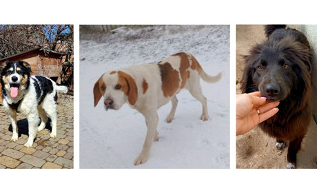 Шукають дім і любов: котики та песики, які чекають саме на тебе