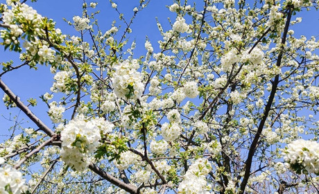 Погода в Кагарлику та Ржищеві із 21 по 27 квітня