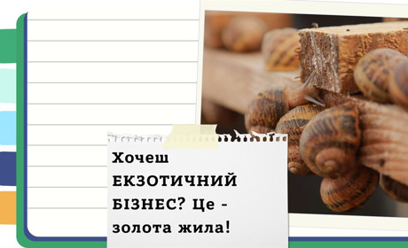 Як заробляти гроші на розведенні равликів: покрокова інструкція для початківців