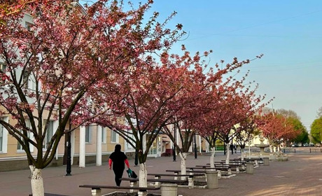 У Глухові почали квітнути сакури на стометрівці (ФОТО)