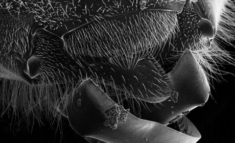 Обережно, кліщі! Все, що варто знати для вашої безпеки та як захиститися від небажаних сусідів