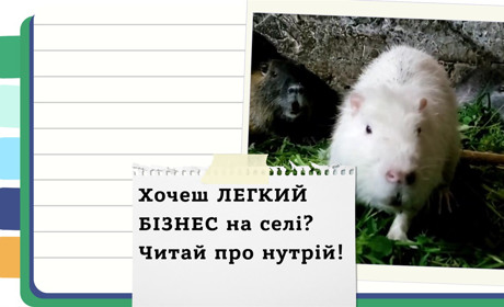 Як почати бізнес на розведенні нутрій з нуля