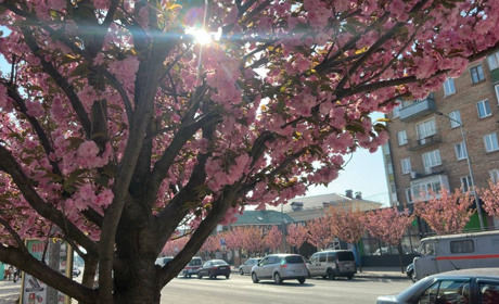 Старокостянтинів зустрічає весну рожевим цвітом сакур. Фоторепортаж