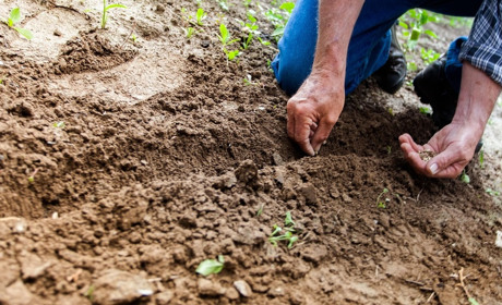 Посівний календар на травень 2025: коли та що будемо садити