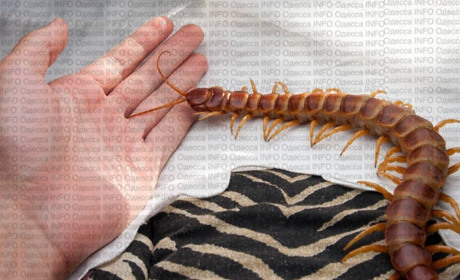 В Одеській області прокинулися отруйні сколопендри: особин вже бачили у Південному