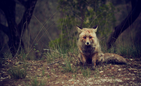У Кагарлицькій та Ржищівській громадах розкладають принади для вакцинування від сказу диких тварин