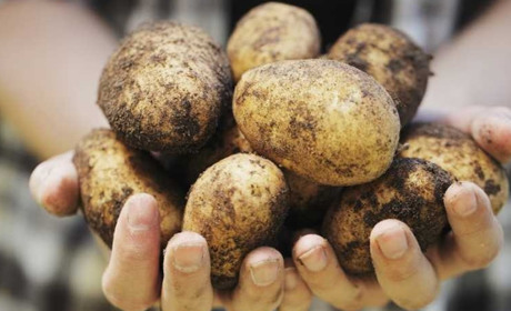 Картопля вродить удвічі краще: чим підживити під час садіння