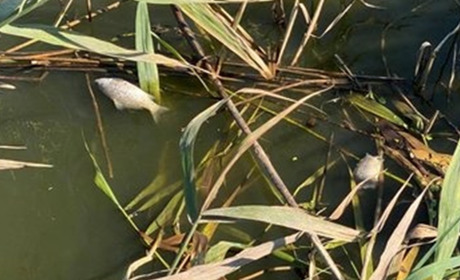 Риба гине у річці Случ: що сталося поблизу Красносілки?