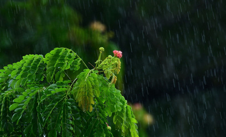 Погода в Кагарлику та Ржищеві із 5 по 11 травня