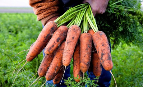 Морква виросте великою та соковитою: простий рецепт натурального добрива