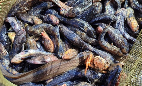 На Одещині затримали браконьєрів з уловом на 3 млн гривень (ФОТО)