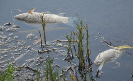 Мор риби у річці "Случ": "Водоканал" провів дослідження річкової води та оприлюднив показники