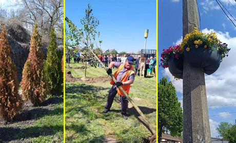 Сакури над дорогою, липи у Підварках, засохлі туї і врятоване дерево: як озеленюється Переяслав ФОТО