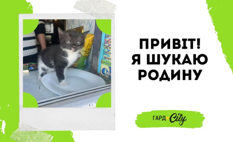 Кошенятко Кнопочка чекає на тебе, друже: крихітці потрібна родина: Оновлено: вже у родині!
