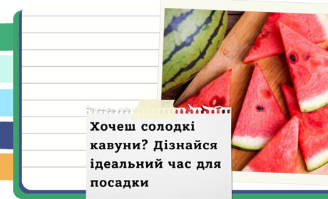 Баштанні на мільйон: секрети посадки кавунів, динь, гарбузів для рекордного врожаю та вашого бізнесу