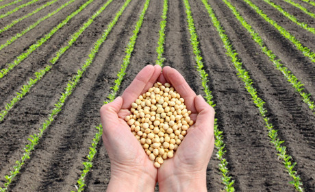 Полтавщина лідирує за темпами сівби серед регіонів