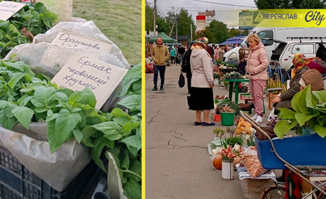 Помідори Єрмак по 50, а полуниця по 70 гривень: пік сезону розсади на базарі у Переяславі